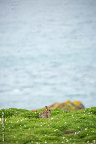 Rabbit on a cliff photo