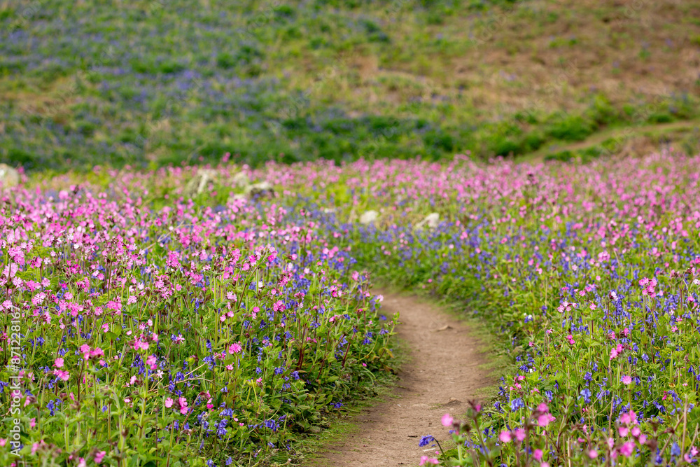 A path through wildflowers A path through wildflowers
