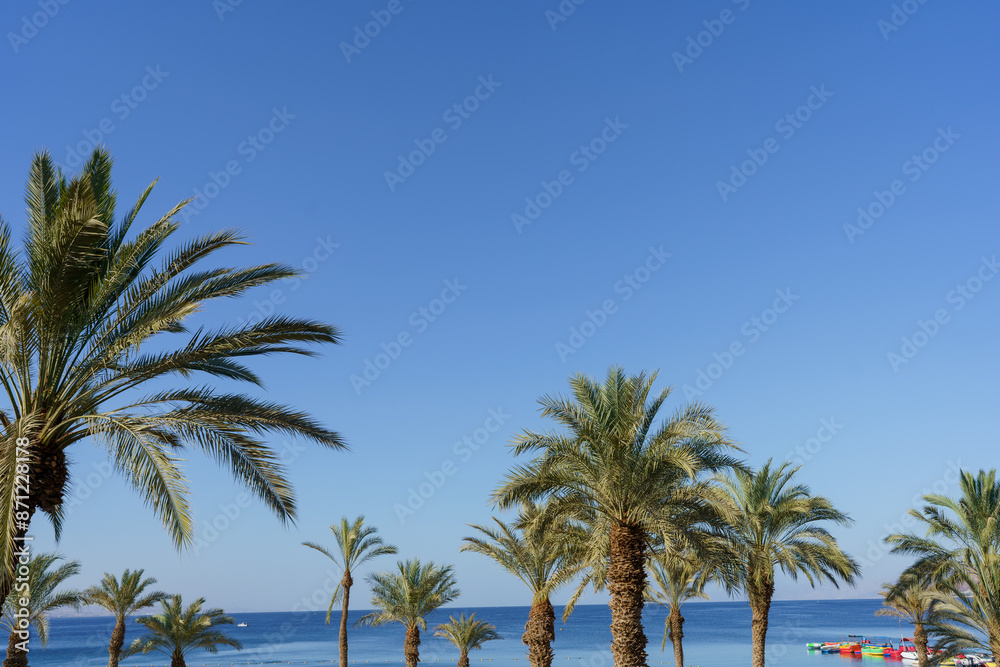 Palm Trees Against Blue Sky Overlooking Sea Palm Trees Against Blue Sky Overlooking Sea