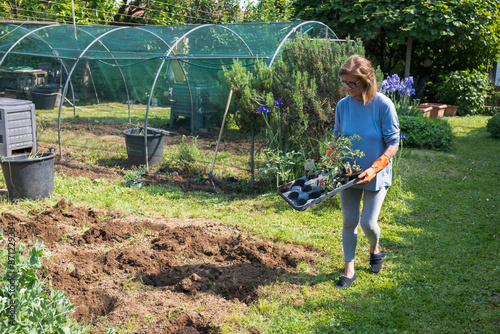 Woman planting tomatoes