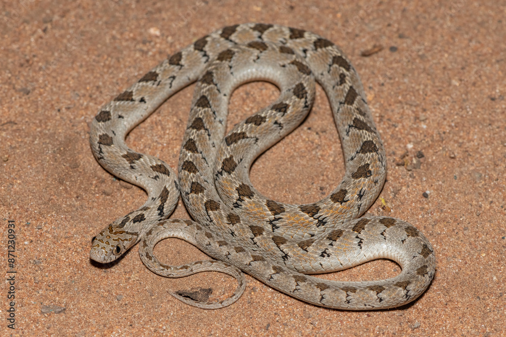 Fototapeta premium Rhombic egg eater (Dasypeltis scabra), also known as a common egg eater, or egg-eating snake, in the wild during a warm summer evening