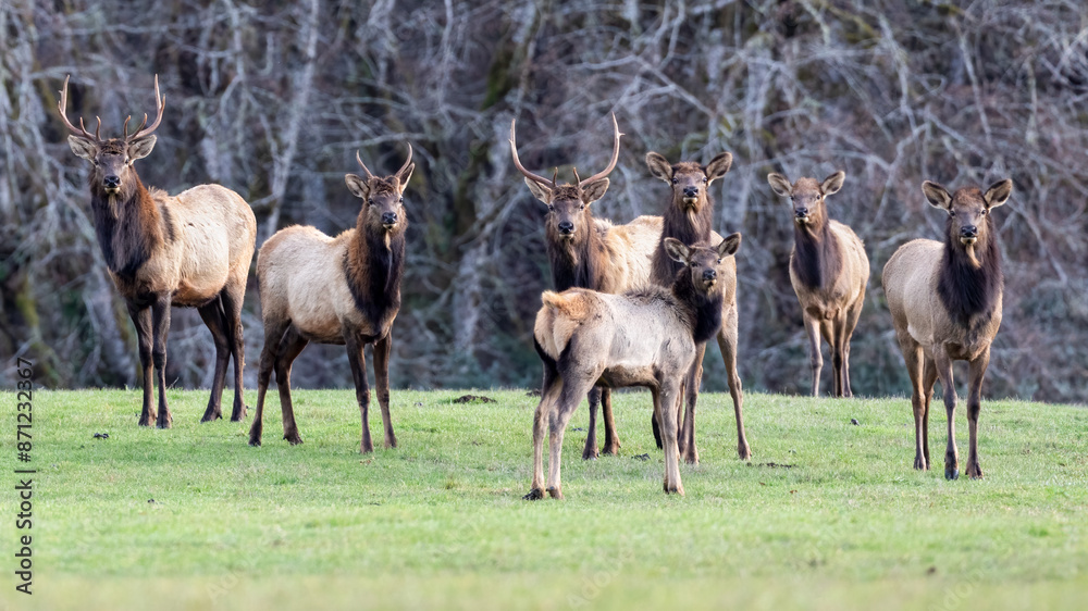 Obraz premium Roosevelt Elk