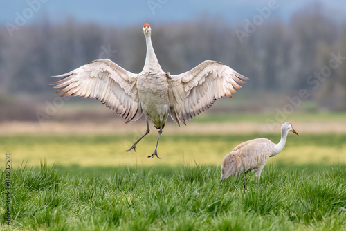 Sandhill Crane Mating Dance
