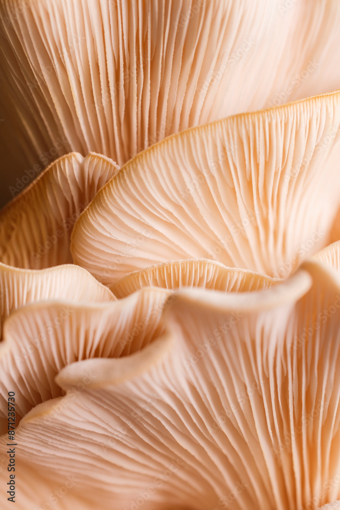 Pink oyster mushrooms Pink oyster mushrooms