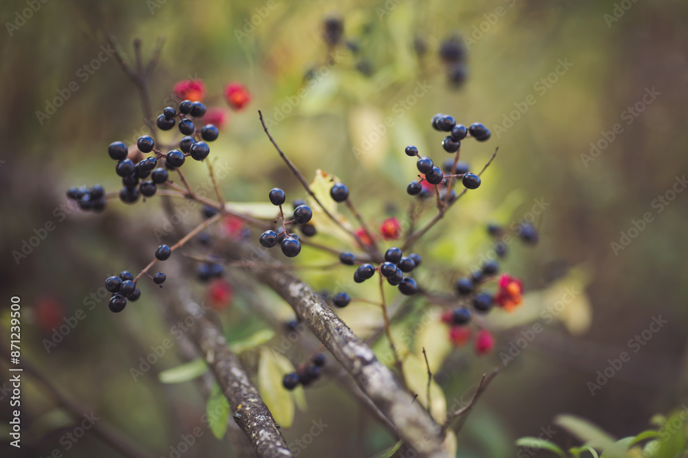 Black berrys in autumn with bokeh. Poisonous plants and traditional medicine. Black berrys in autumn with bokeh. Poisonous plants and traditional medicine.