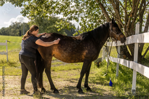 woman and horse: A female questrian grooms her bay brown arab-quarter horse crossbreed horse in summer outdoors photo