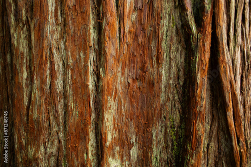Tree bark, detail