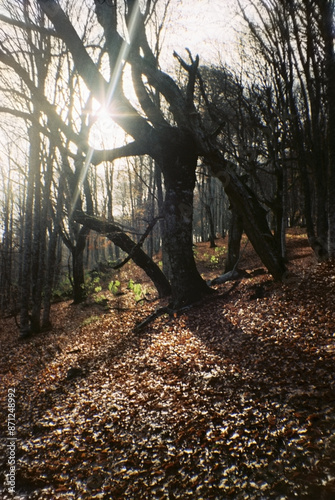 Sunlit hornbeam forest with fallen leaves photo