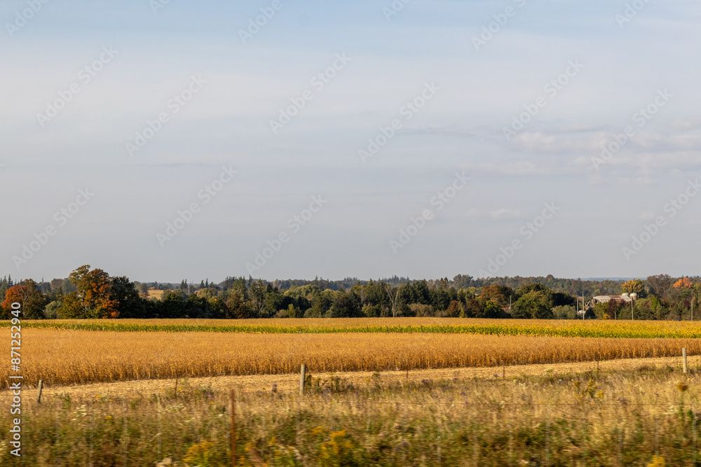 Golden wheat field under blue sky - fluffy clouds - rural landscape with trees and farmhouses in the distance - tranquil nature scene. Taken in Toronto, Canada. Golden wheat field under blue sky - fluffy clouds - rural landscape with trees and farmhouses in the distance - tranquil nature scene. Taken in Toronto, Canada.