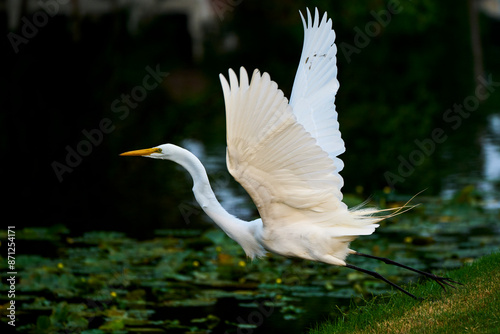 A Great Egret takes off.