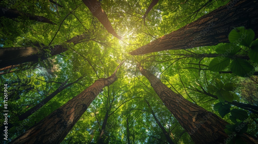 Fototapeta premium Tall trees in a dense forest, sunlight filtering through vibrant green canopy, lush foliage, detailed textures, perfect for landscape enthusiasts