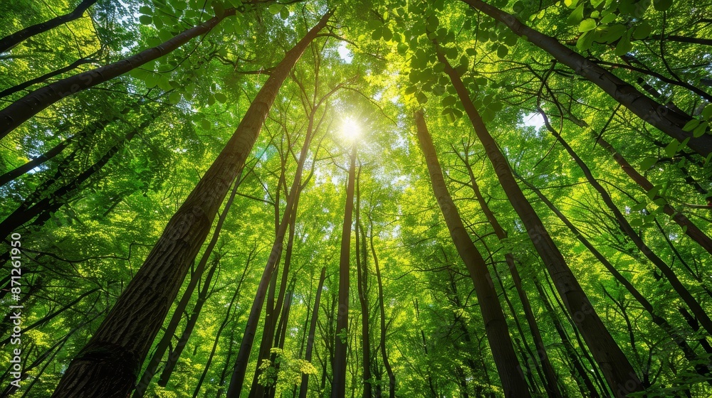 Tall trees in a dense forest with sunlight filtering through, vibrant green leaves, detailed foliage and canopy, perfect for landscape enthusiasts Tall trees in a dense forest with sunlight filtering through, vibrant green leaves, detailed foliage and canopy, perfect for landscape enthusiasts