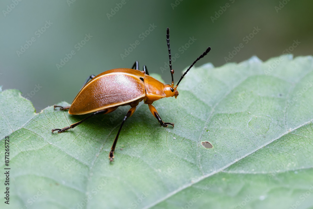 Besouro Ellipticus testaceus