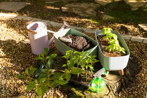 Gardening with watering can, soil, and seedlings in backyard garden, copy space