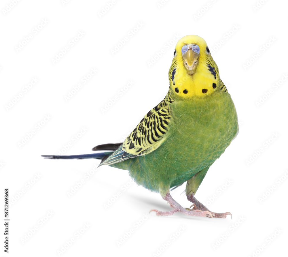 Fototapeta premium Beautiful bright parrot on white background. Exotic pet