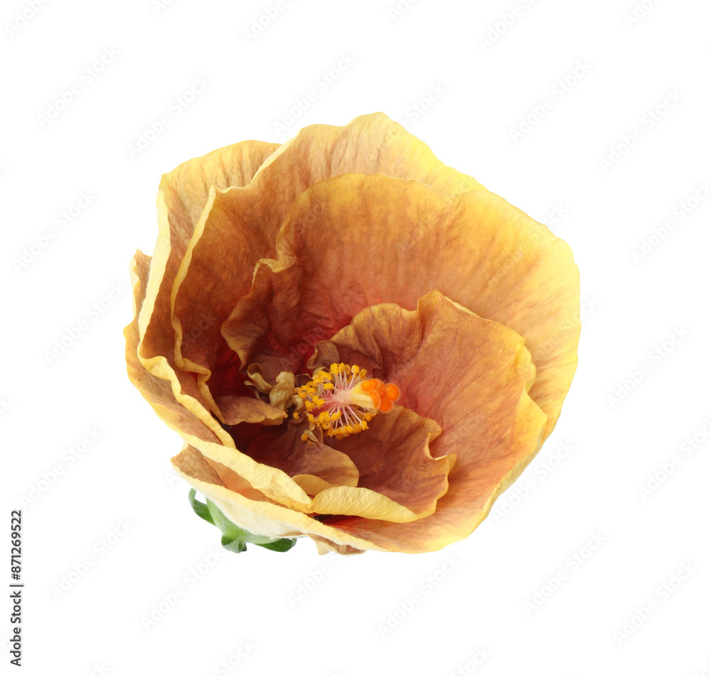 One beautiful hibiscus flower isolated on white One beautiful hibiscus flower isolated on white
