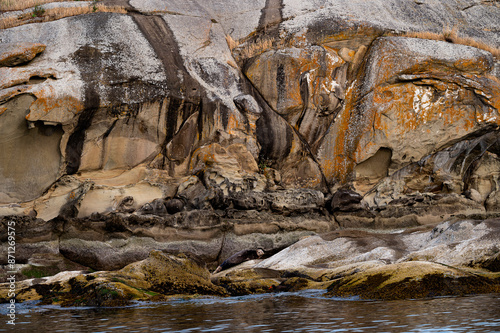 Camouflaged Seal