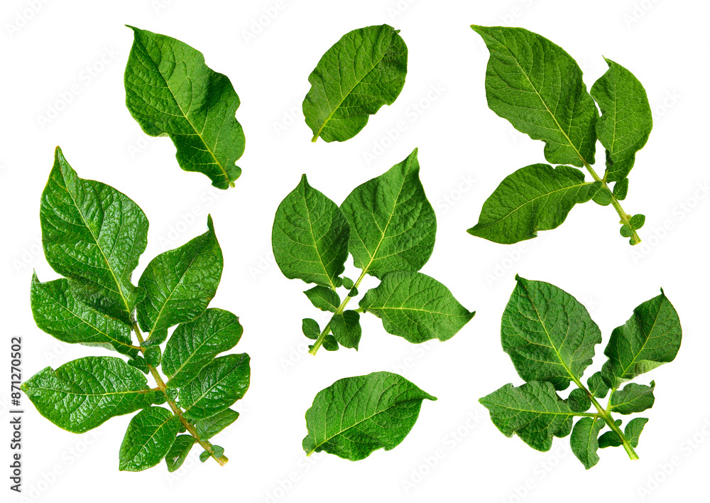 Fresh green potato leaves isolated on white, set Fresh green potato leaves isolated on white, set