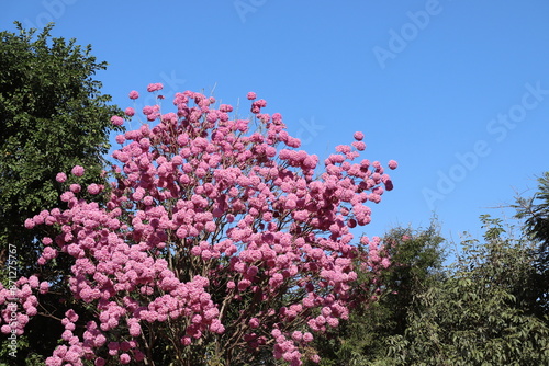 Native Brazilian tree Ipê-rosa, scientific name Handroanthus heptaphyllus photo