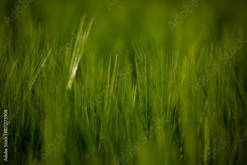 Barley drifting in the breeze photo