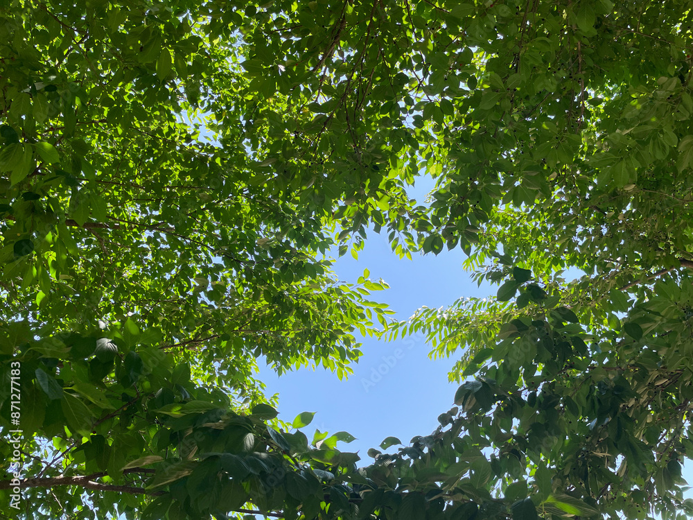 Sky visible between green tree leaves
Sky visible between green tree leaves