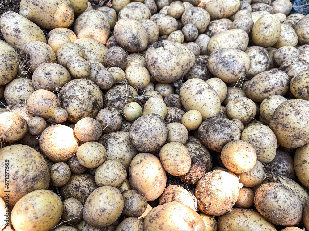 Freshly harvested potatoes, summer vegetable garden Freshly harvested potatoes, summer vegetable garden