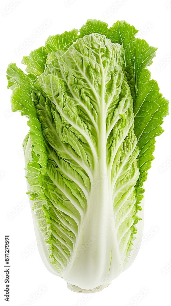 Napa cabbage isolated on white background, close-up studio shot. Fresh leafy vegetable concept Napa cabbage isolated on white background, close-up studio shot. Fresh leafy vegetable concept