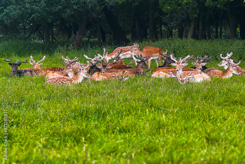 herd of deer