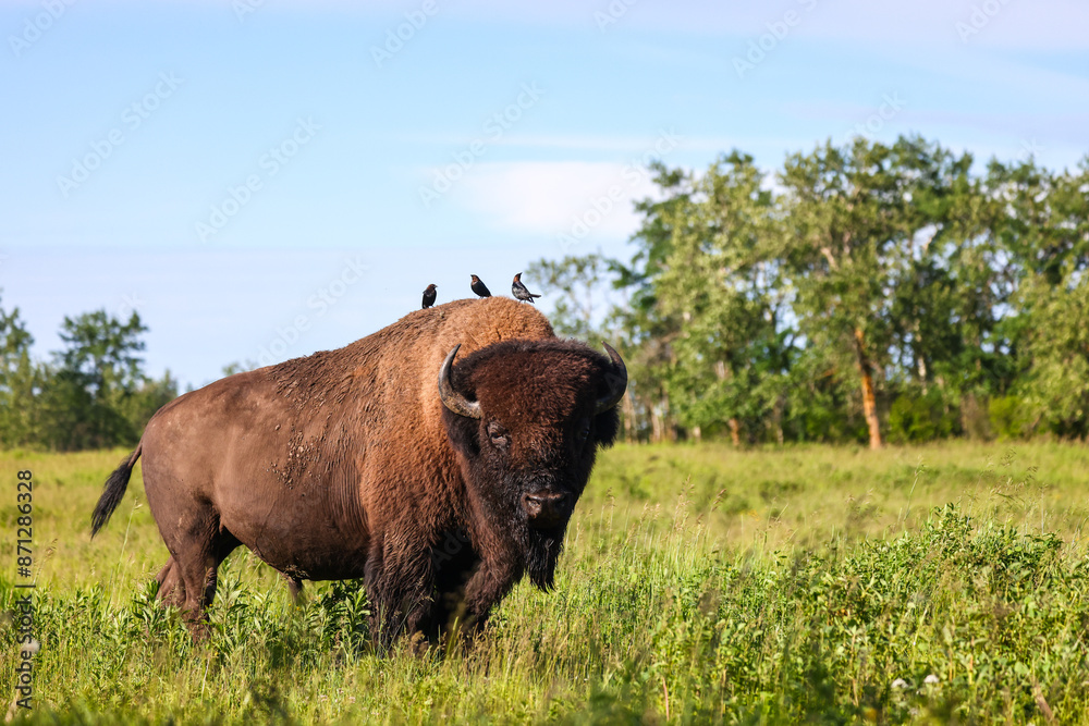 Elk Island National Park. Photo Credit: Sergei Belski Elk Island National Park. Photo Credit: Sergei Belski