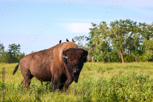 Elk Island National Park. Photo Credit: Sergei Belski photo