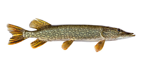 Fresh caught northern pike isolated on a white background