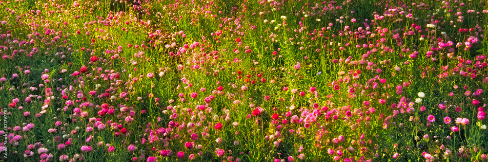 Everlasting wildflowers in spring Everlasting wildflowers in spring