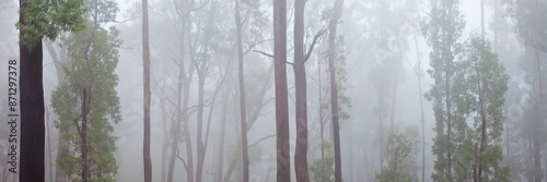Foggy forest woodland in winter