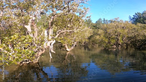 Mangrove forest New Zealand