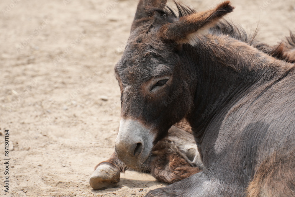 Donkey with head down and resting Donkey with head down and resting