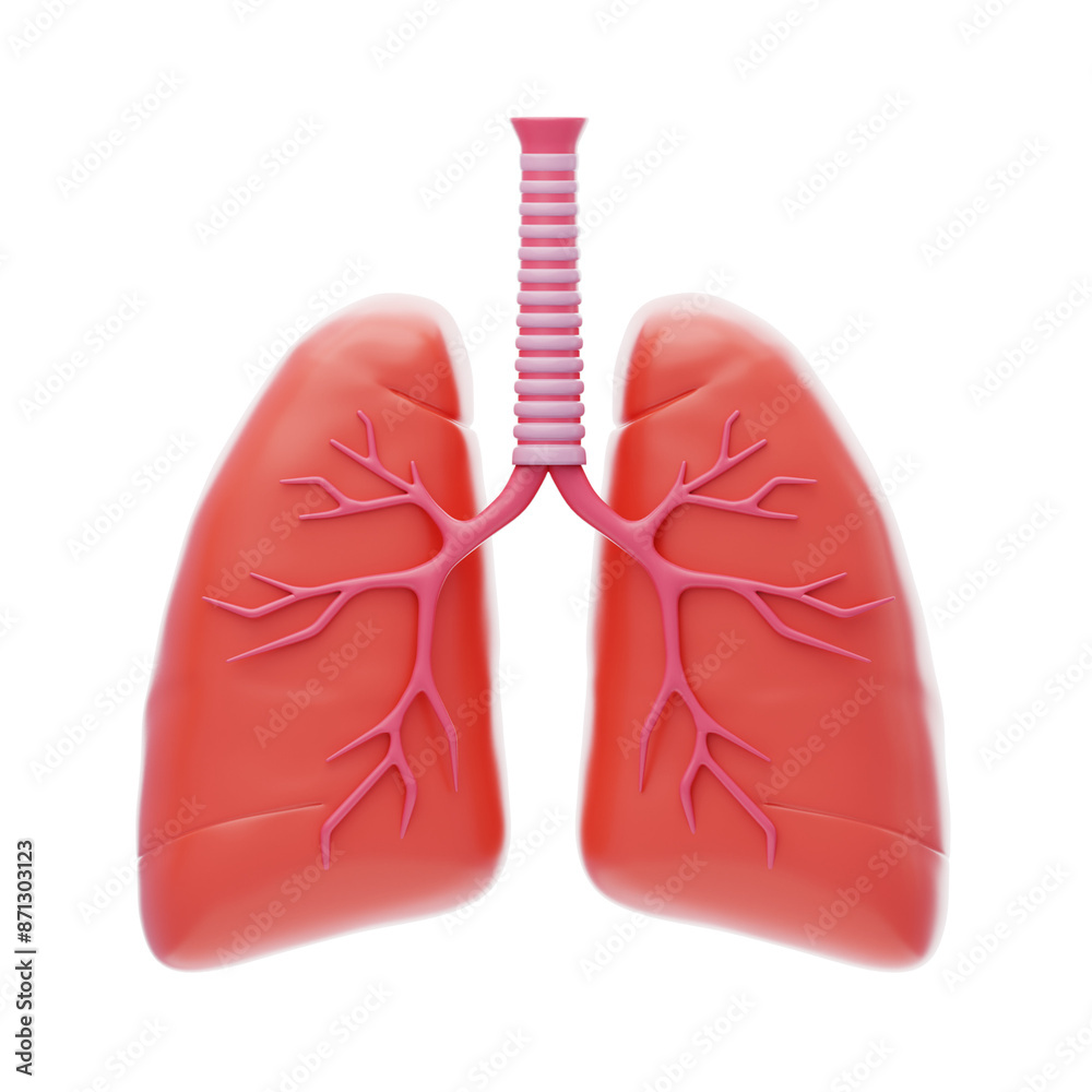 3D lungs respiratory system organs. 3D Icon 3D lungs respiratory system organs. 3D Icon