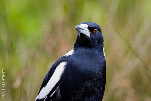 Australian magpie