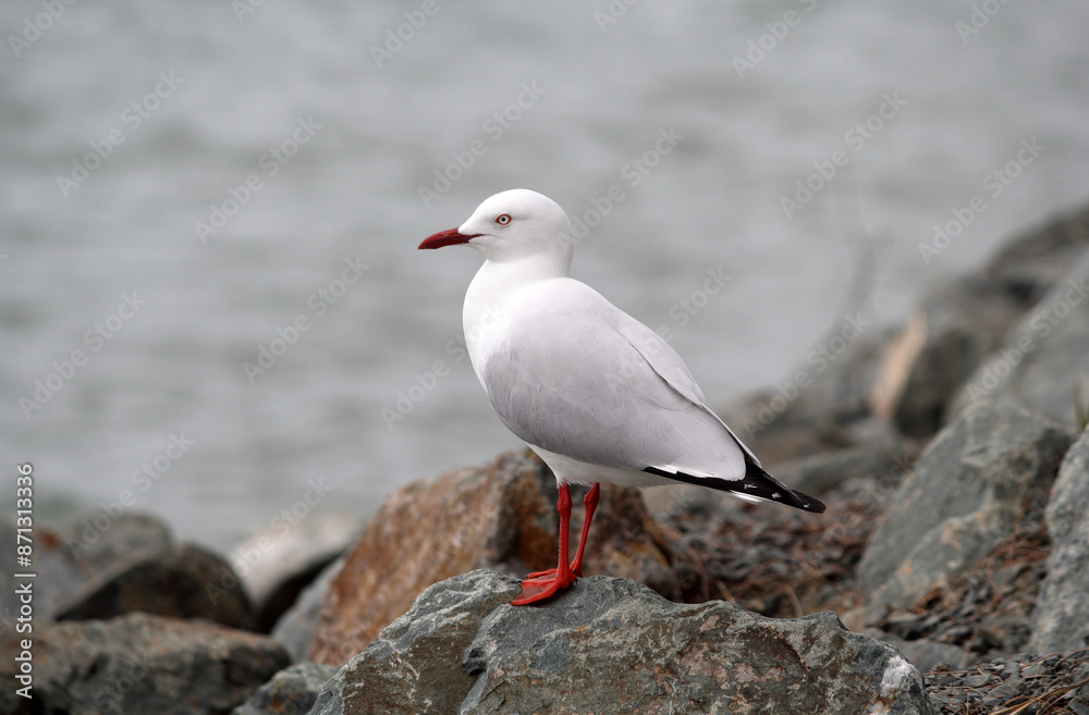 Silver gull seagull bird standing on a rock near the ocean Silver gull seagull bird standing on a rock near the ocean