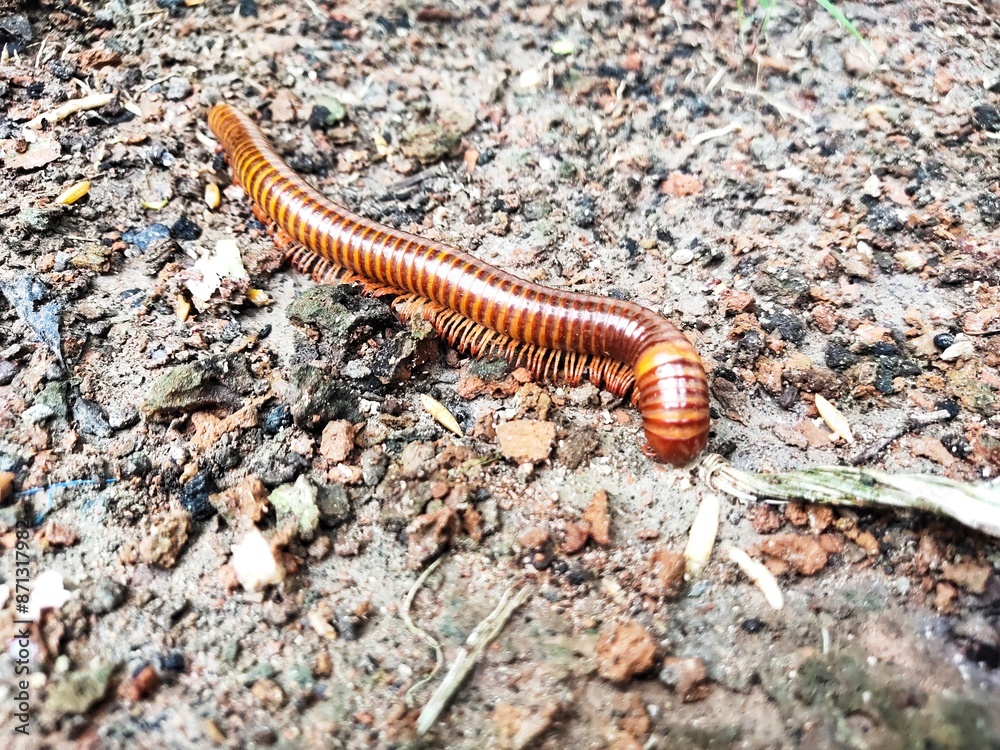A millipede is walking on the ground. A millipede is walking on the ground.