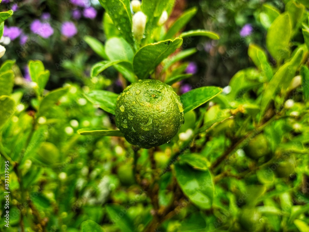 Fototapeta premium Small fruit on the tree