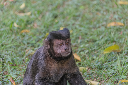 black tailed macaque photo