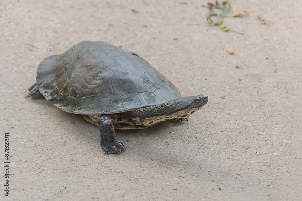 Obraz premium turtle on the sand