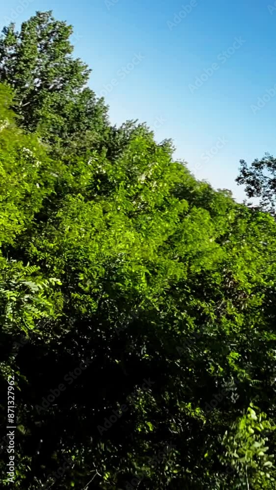 Immerse yourself in the tranquility of nature with this captivating video of a leisurely stroll through a picturesque park. The lush green trees, vibrant flowers, and tranquil water create a serene Immerse yourself in the tranquility of nature with this captivating video of a leisurely stroll through a picturesque park. The lush green trees, vibrant flowers, and tranquil water create a serene