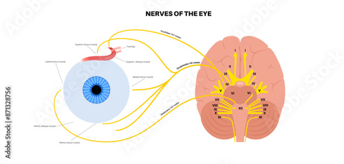 Motor nerves of the eye