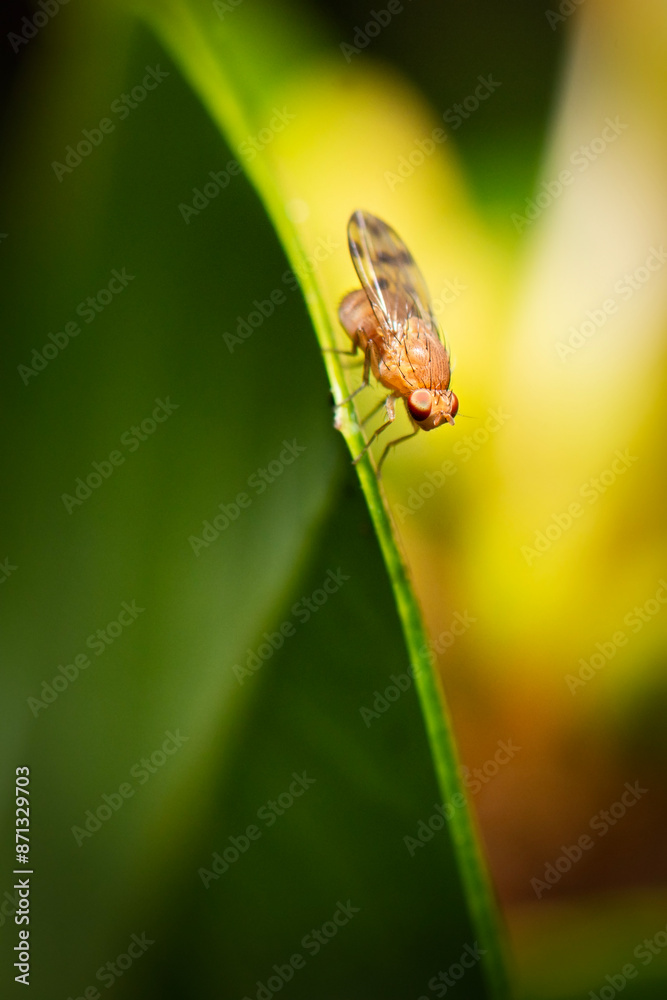 Meiosimyza decempunctata is a species of small flies of the family Lauxaniidae. Meiosimyza decempunctata is a species of small flies of the family Lauxaniidae.