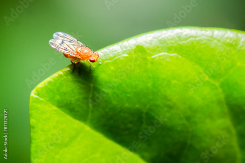 Meiosimyza decempunctata is a species of small flies of the family Lauxaniidae. photo