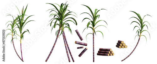 3d render sugarcane in different angle, realistic. isolated on transparent background, Pongal festival plant  photo