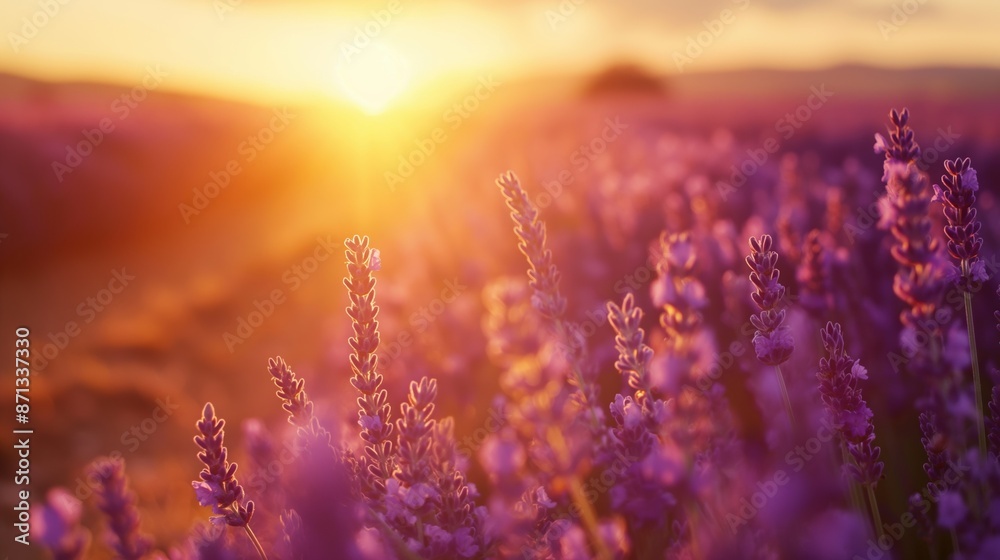 Naklejka premium Sunset over a violet lavender field in Provence, golden light, endless rows of lavender, serene atmosphere
