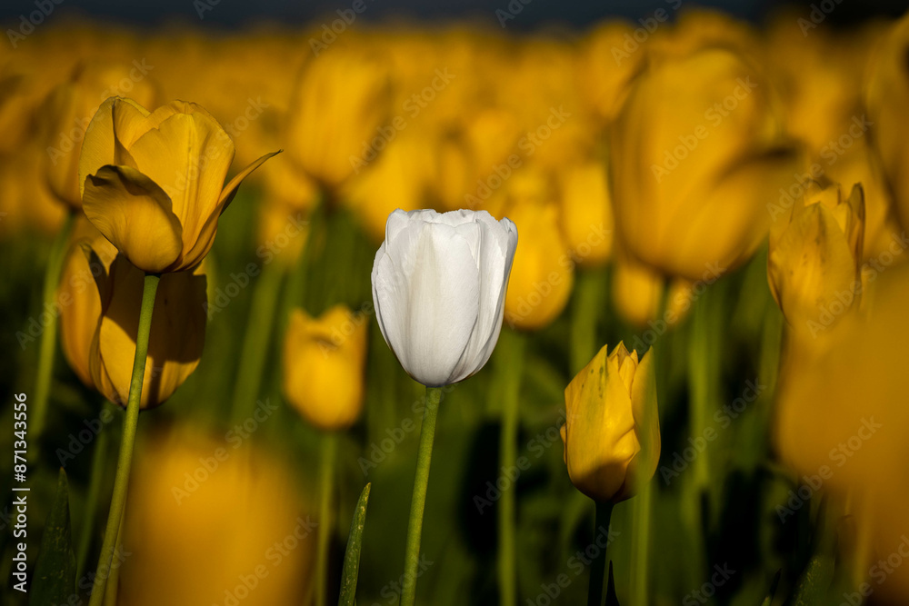 Obraz premium Colorful Tulip flowers on a bright sunny day.