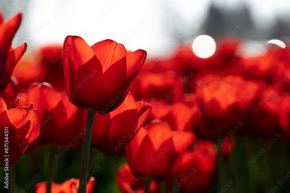 Fototapeta premium Colorful Tulip flowers on a bright sunny day.